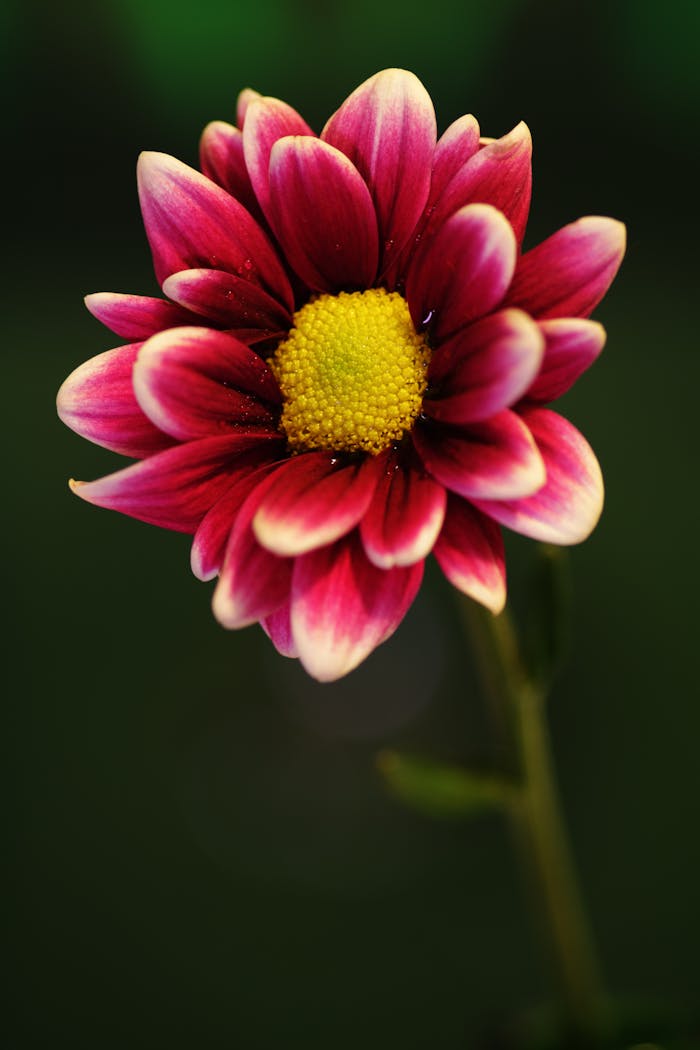 Close-up vibrant pink and yellow flower blooming outdoors. Nature's beauty captured.