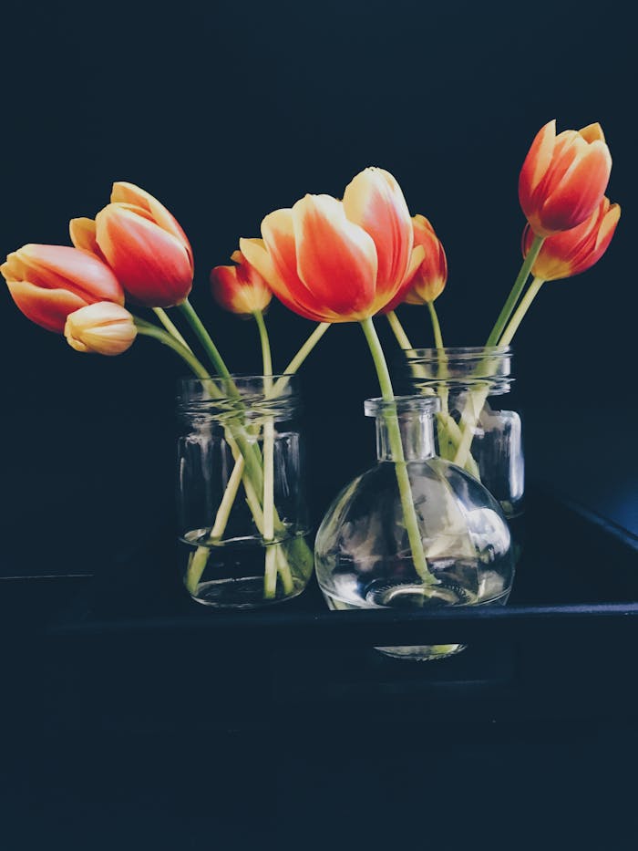 Striking orange and red tulips arranged beautifully in clear glass vases, set against a dark backdrop.