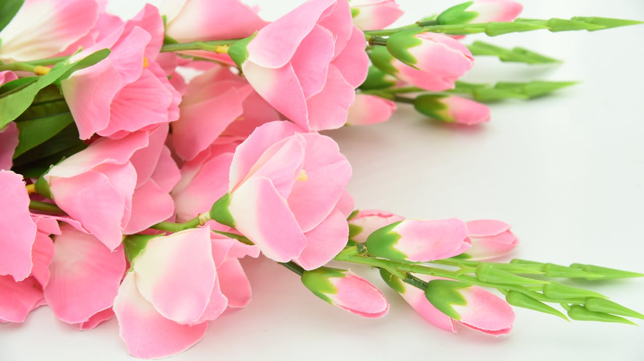 Close-up of beautiful pink cherry blossoms showcasing full bloom with vivid petals and lush greenery.